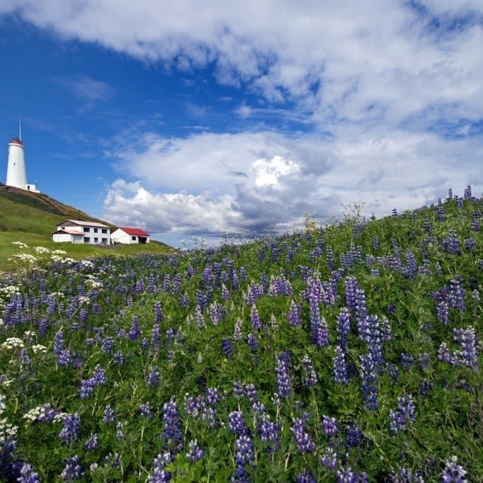 reykjanesviti