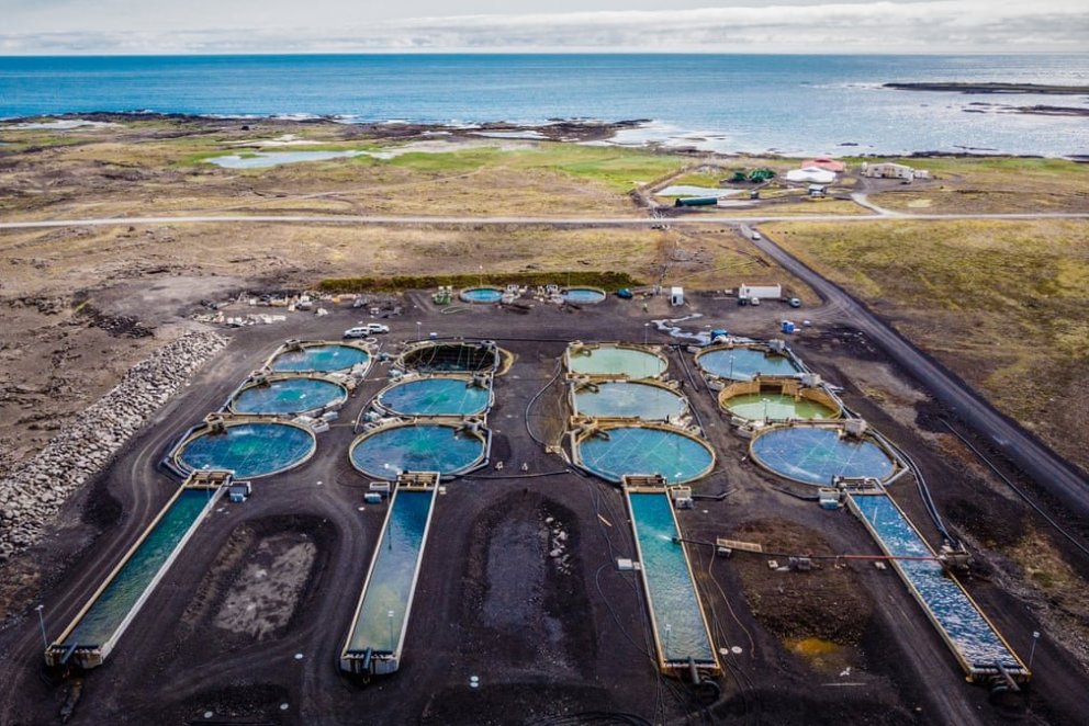 Fiskeldi Matorku við Grindavík - mynd The Guardian.