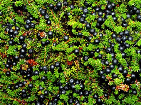 berries